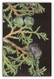 Juniperus thurifera