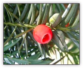 Taxus Baccata flor