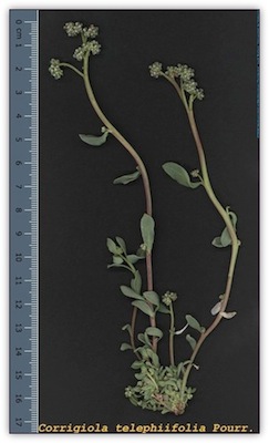 Corrigiola Telephiifolia